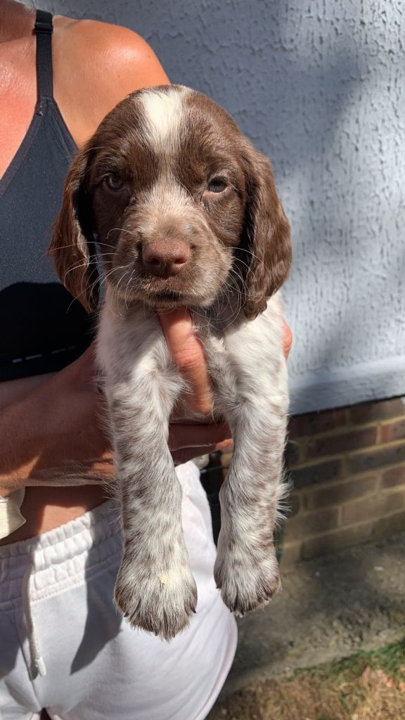 F1B 7 cocker spaniel puppies READY TO LEAVE NOW