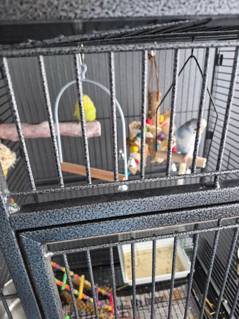 Large bird cage and 2 male budgies