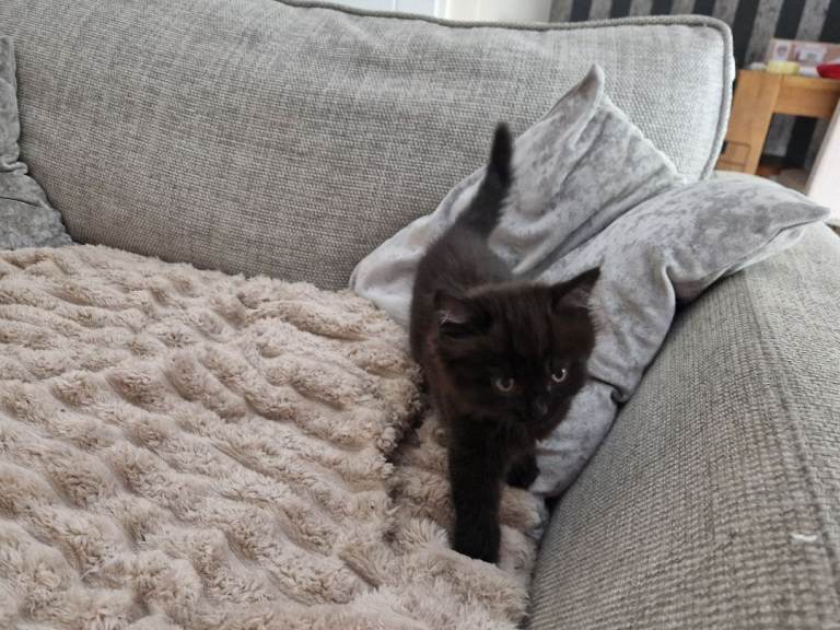 4 beautiful kittens for sale