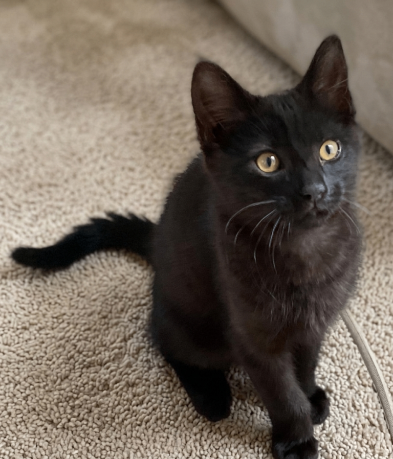 Golden-Eyed Black Female Kitten For Sale in London. Affectionate, Curious Little Shadow. Ready Now