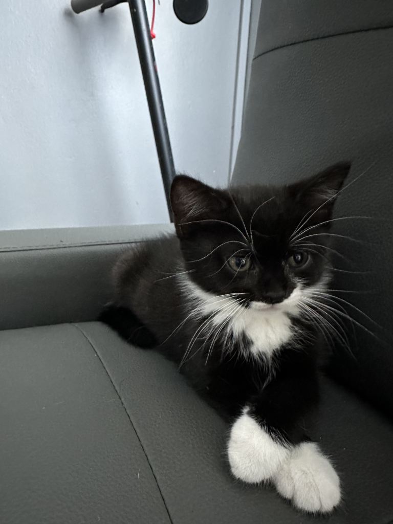 Kittens For Sale Hackney 🐱