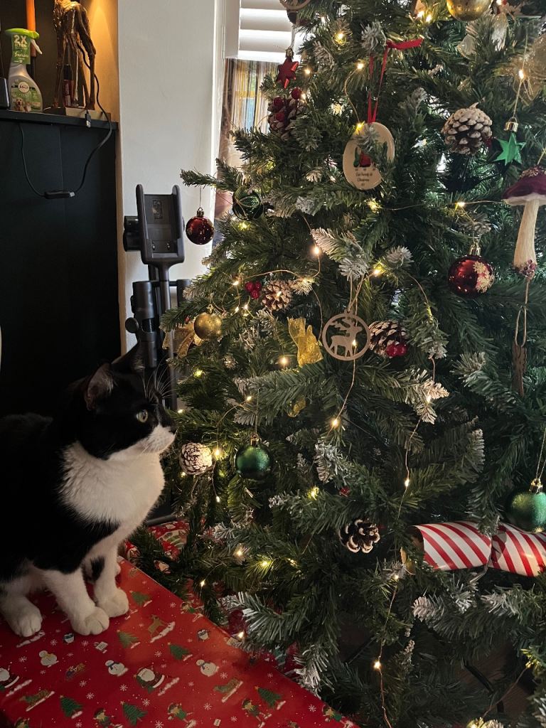 Lovely Black & White Cat Looking for a Caring New Home (Urgent Adoption)