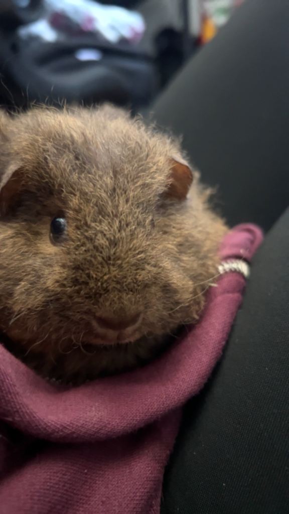 2 beautiful friendly piggies