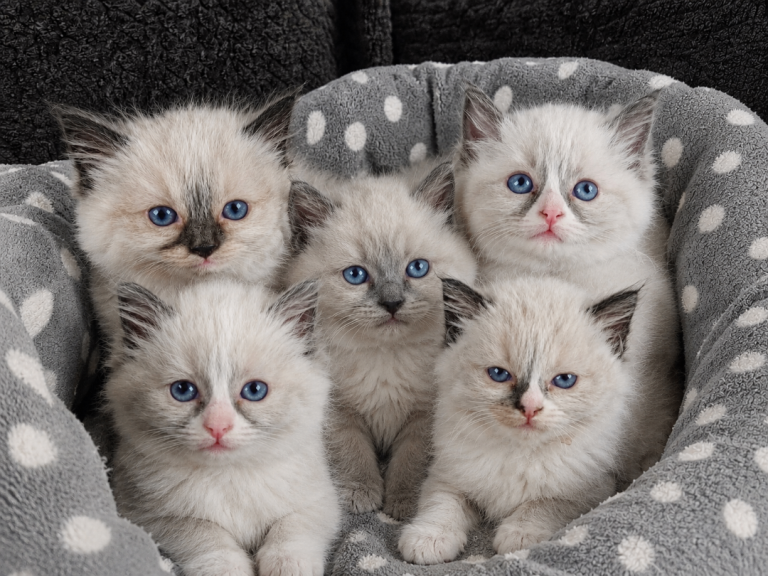 Exceptional Ragdoll Kittens Looking for Loving Families 