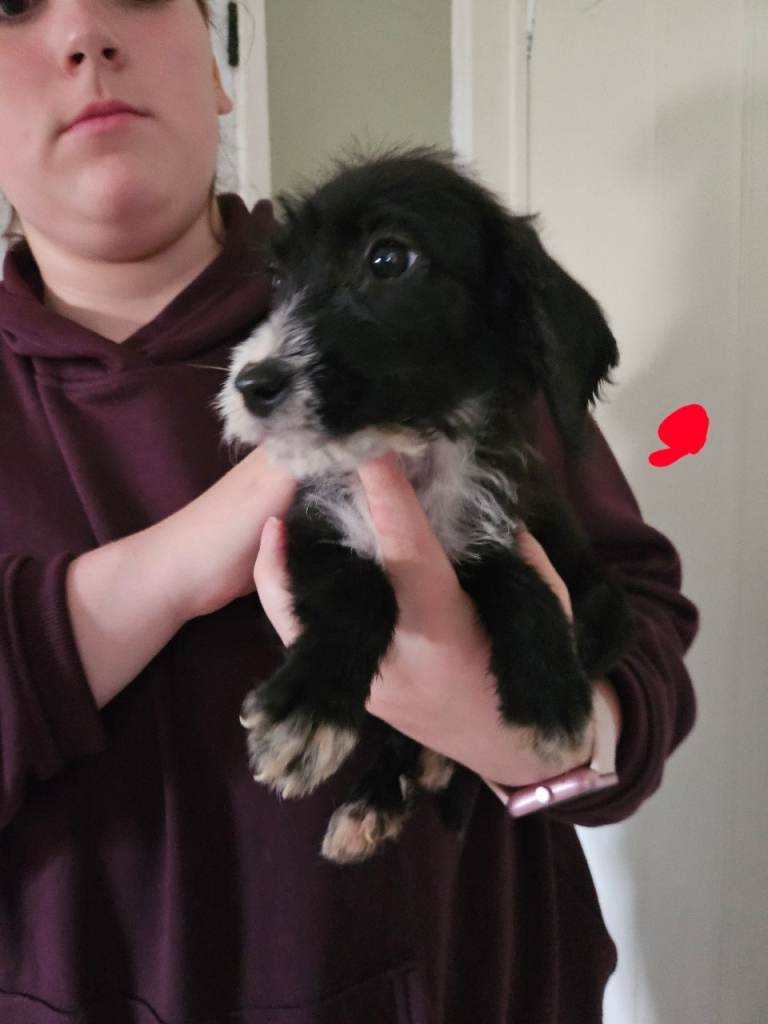 Adorable Black and White Dalmatian x Poodle Puppies Looking for a Loving Home