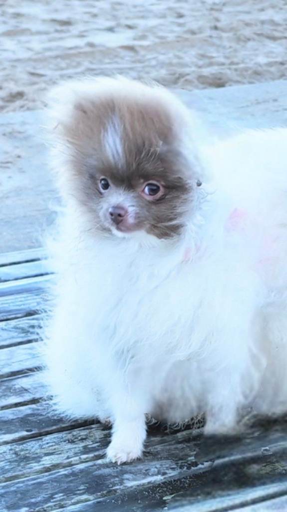 Beautiful Pomeranian girl