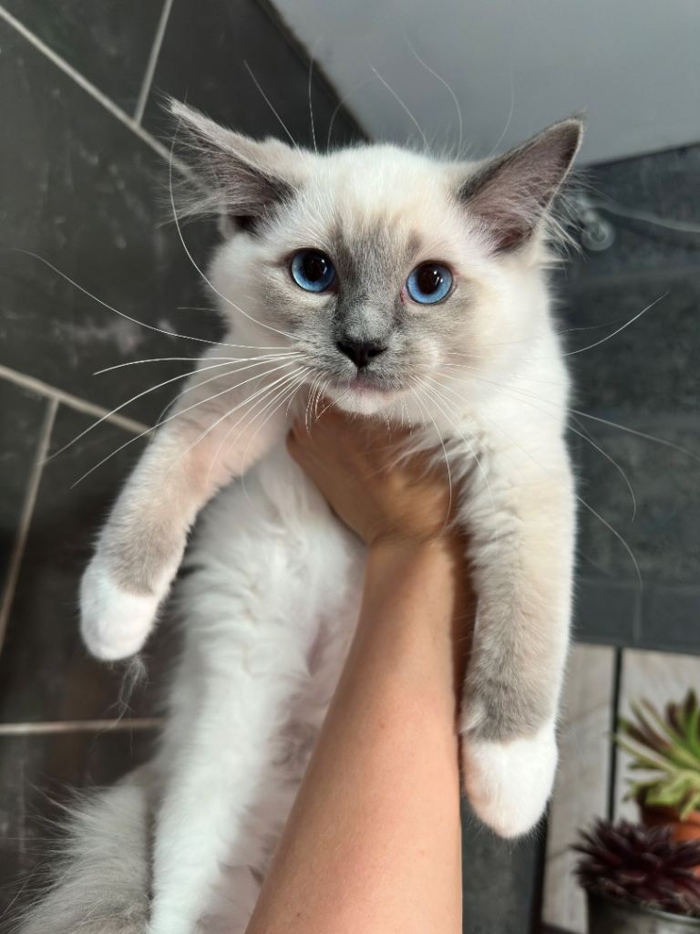 1 MALE blue mitted Ragdoll kitten left 15 weeks