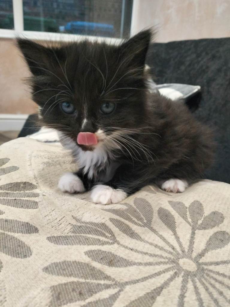 Ragdoll Tuxedo kitten