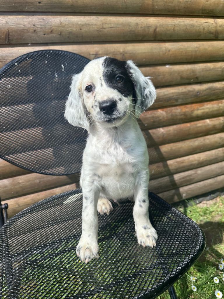 Springer Spaniel Pups FOR SALE