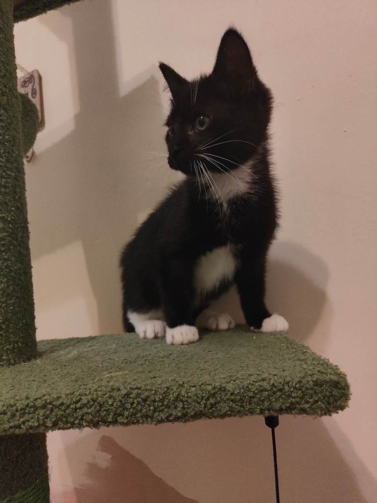 2 kittens.