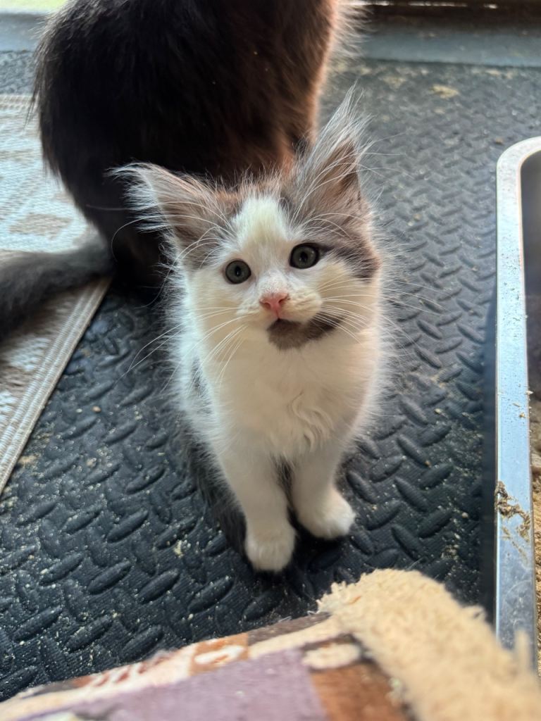 💕Beautiful Ragdoll x Mainecoon kittens💕