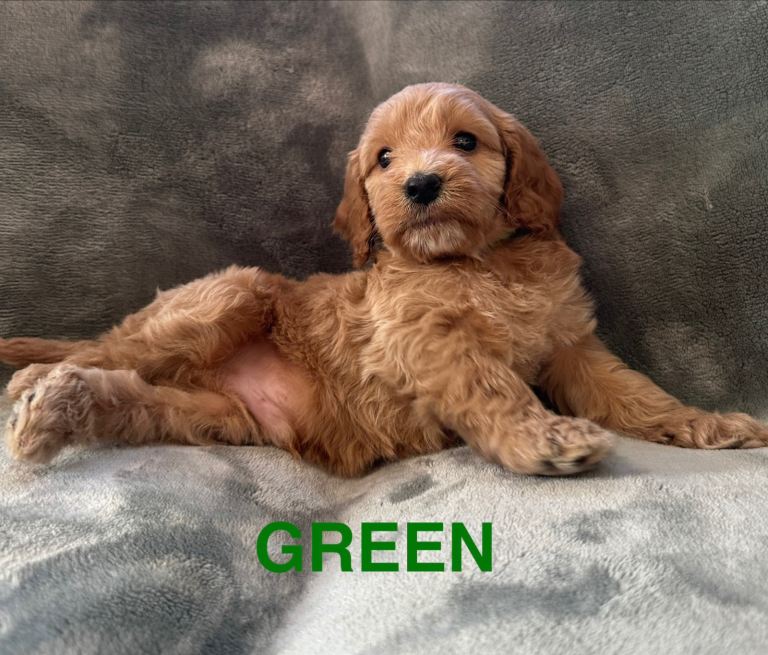 🐾Stunnimg Cockapoo Puppies 🐾