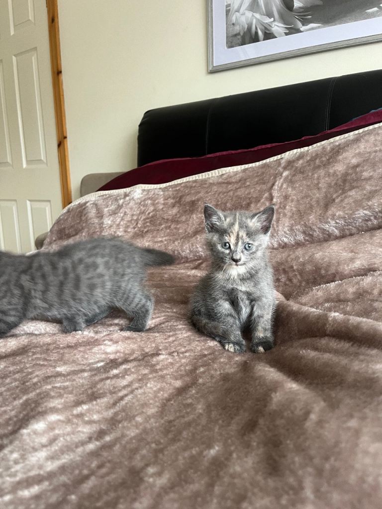 Mixed Russian blue kittens