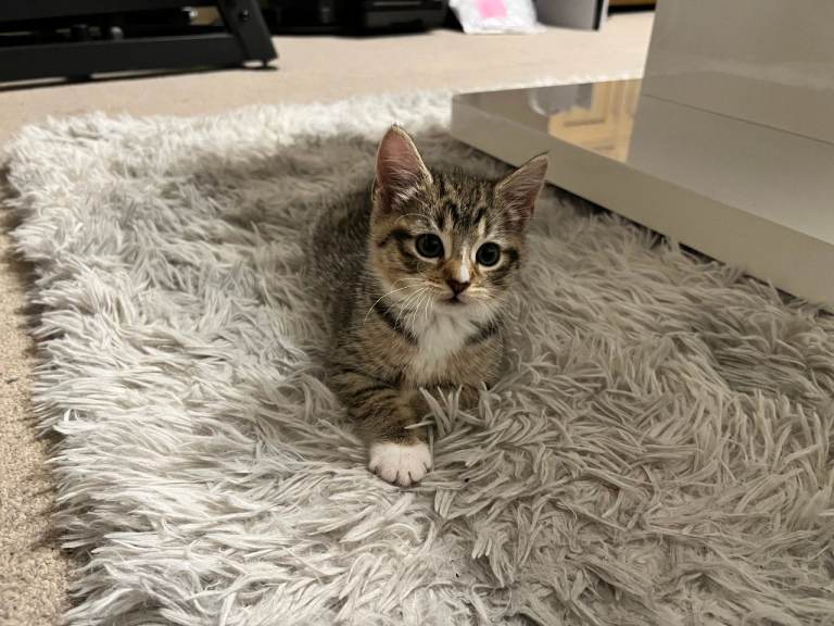 9 week old female kitten plus free bundles!