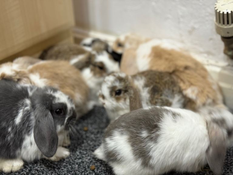 MINI LION LOP RABBITS