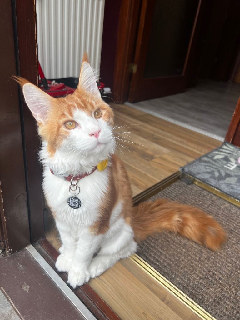 Maine coon kitten