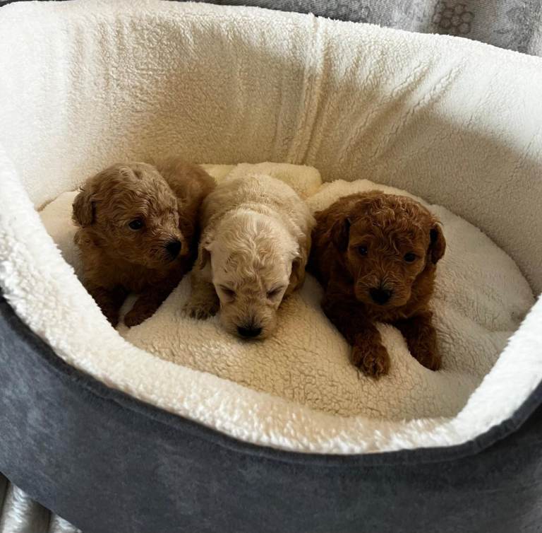 KC Reg Toy Poodle pups 