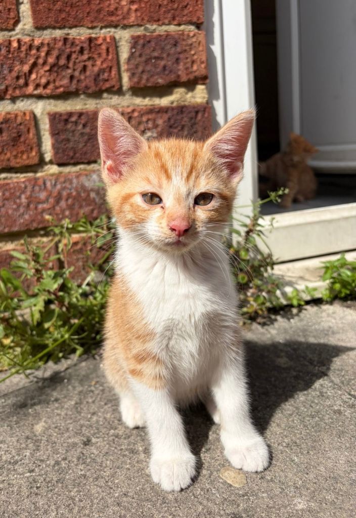 Beautiful ginger kittens
