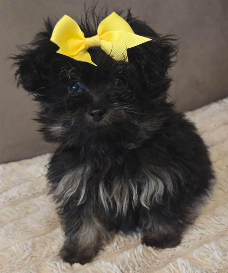 Pomeranians poodle