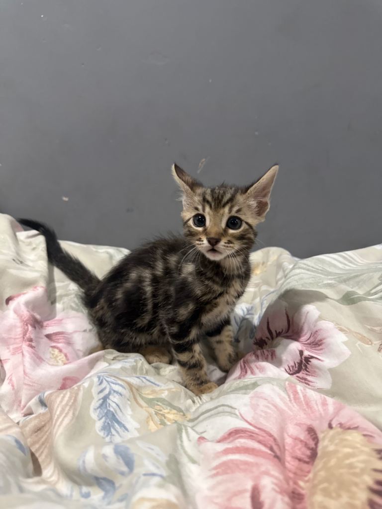 Mix Bengal kittens 