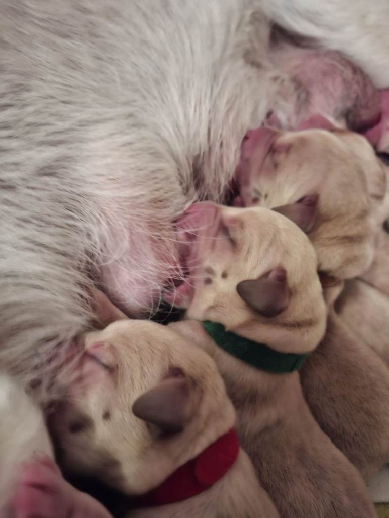Beautiful Kennel Club Registered Labrador Puppies