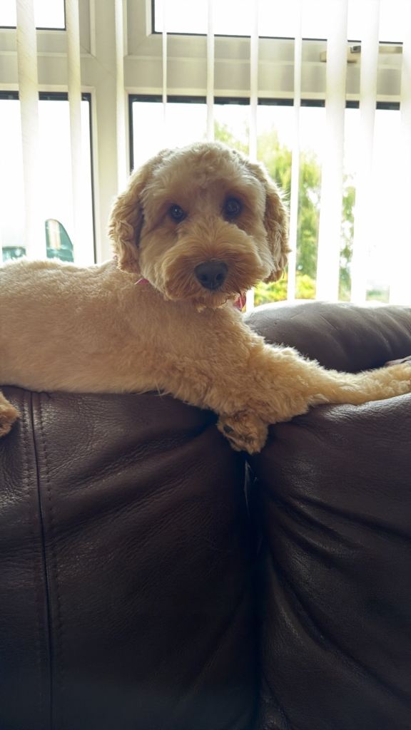 Cockapoo
