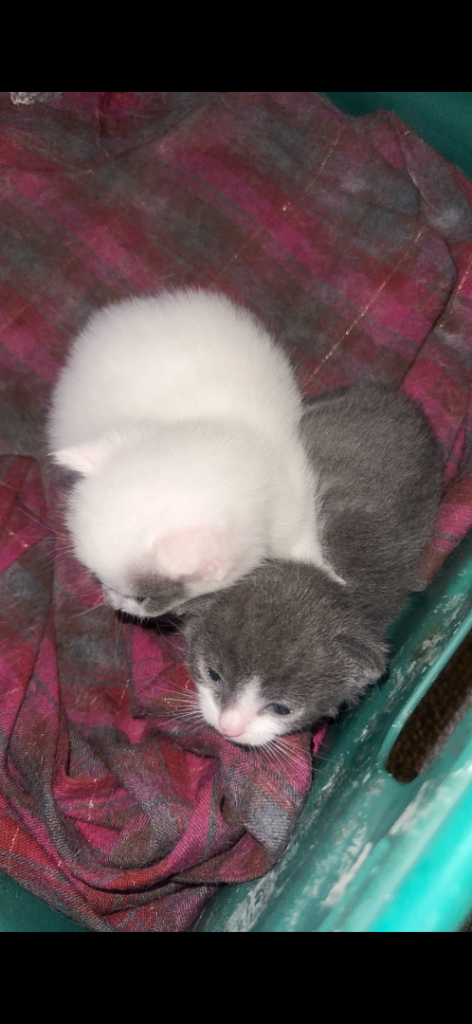Kittens For Sale