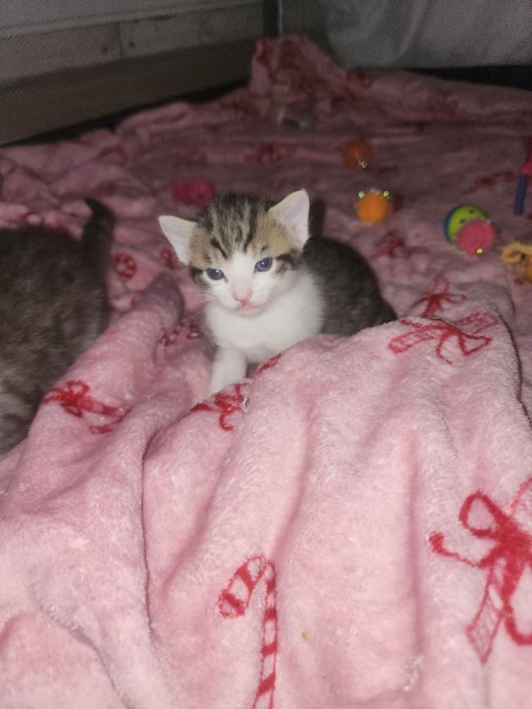  bangal cross tabby kittens 