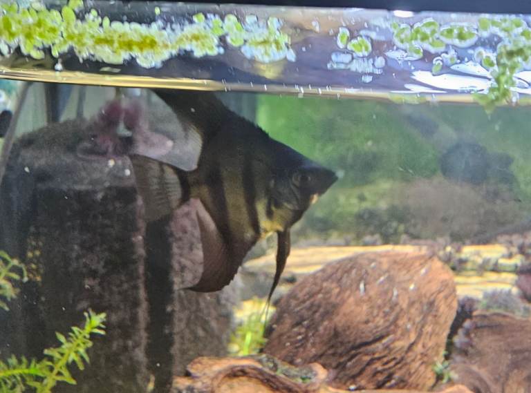 Young adult ANgel fish, and rare Montezuma Swordtails for sale