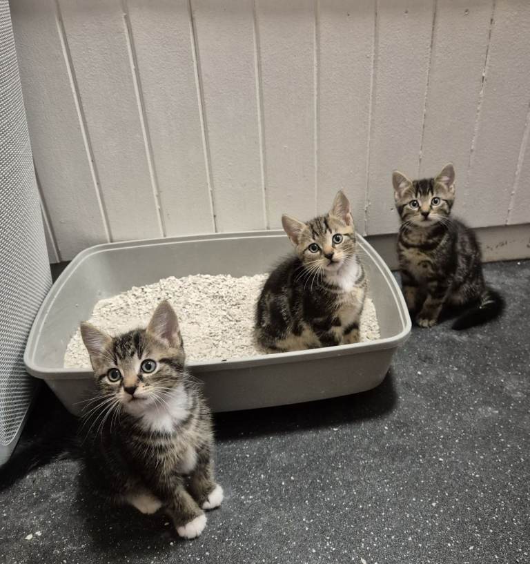 Kittens 