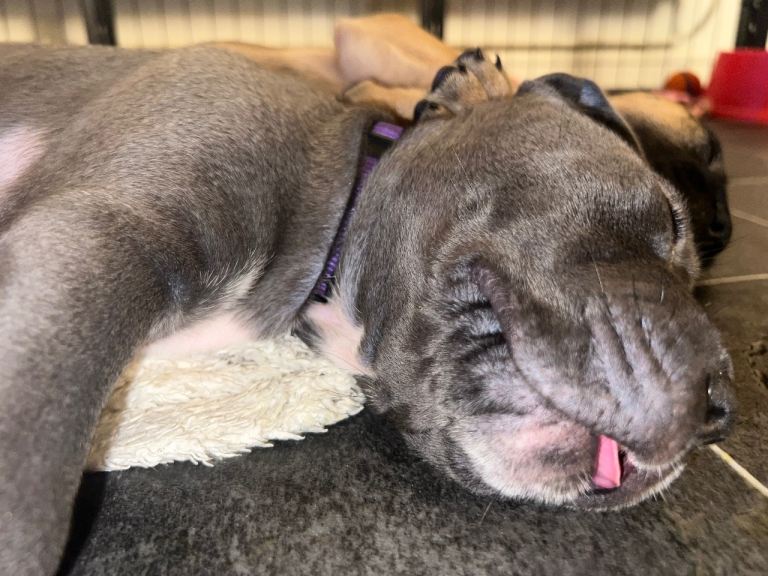 image for Cane corso puppies