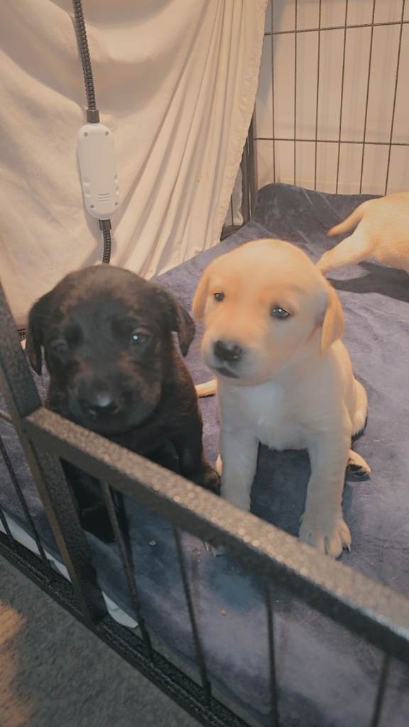 2 Beautiful fox red & 1 black fullbred labs Pups