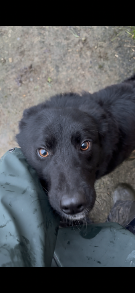 Border Collie Male for sale 