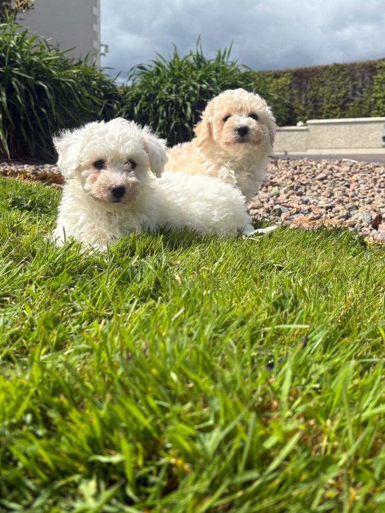 Cavapoo