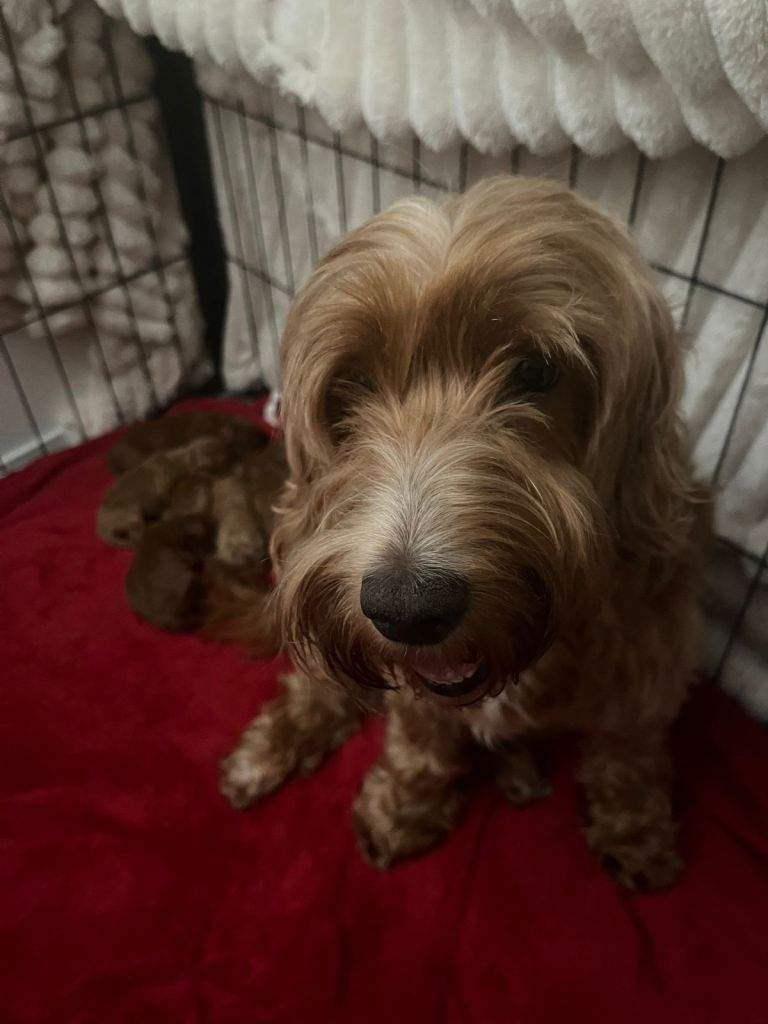 Deep red cockerpoo 