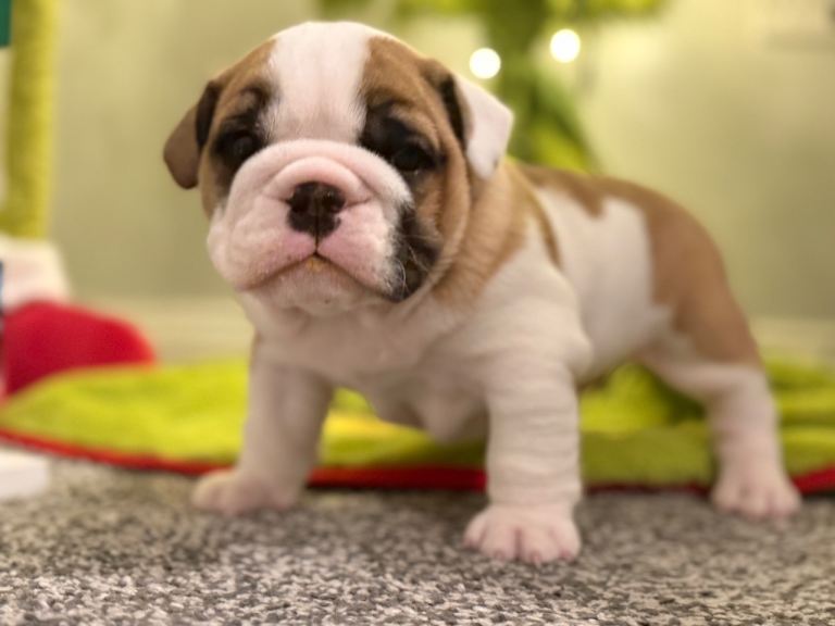 Exceptional Show-Quality KC English Bulldog Boy