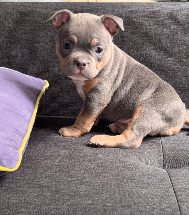 Micro pocket bully 