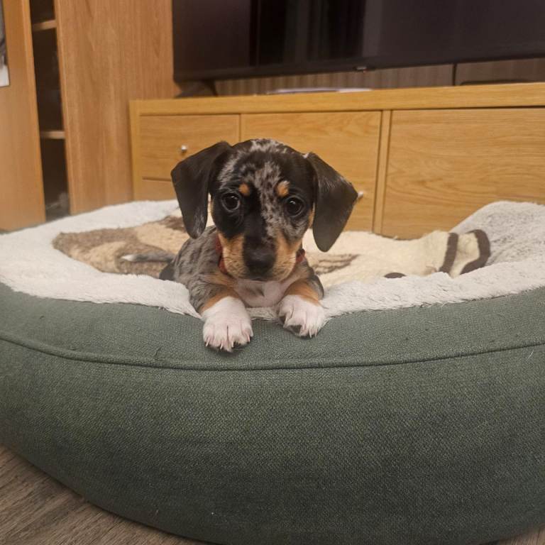 Jack Russell x dachshund 