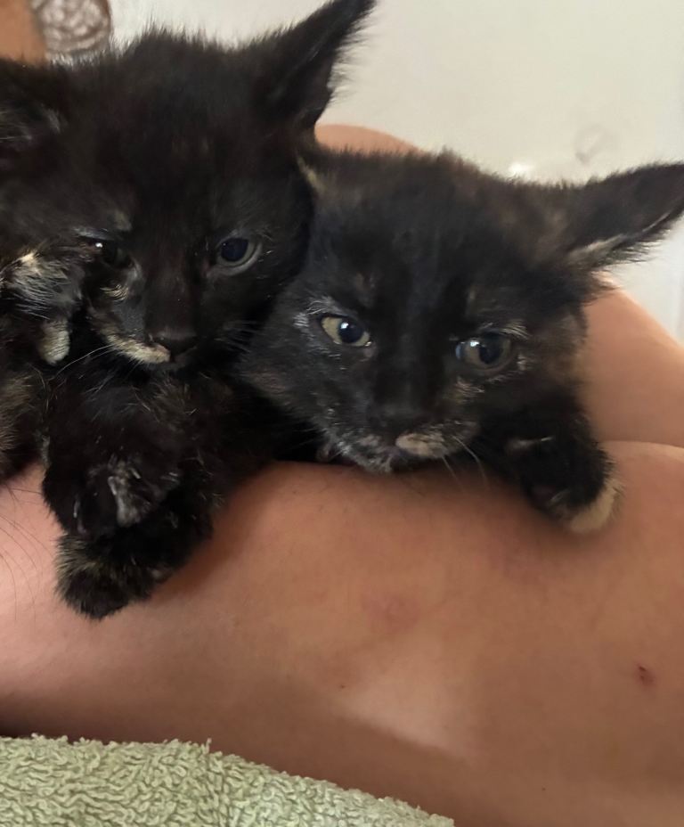 Kittens 