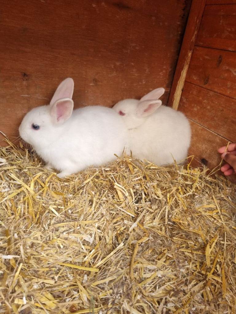 Bunnies for sale