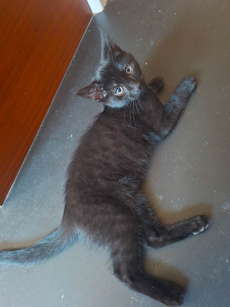 2 x male black tabby kittens READY TO GO NOW 