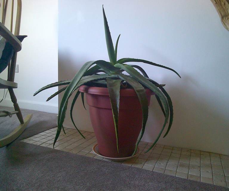 Caribbean Aloe Vera - very large