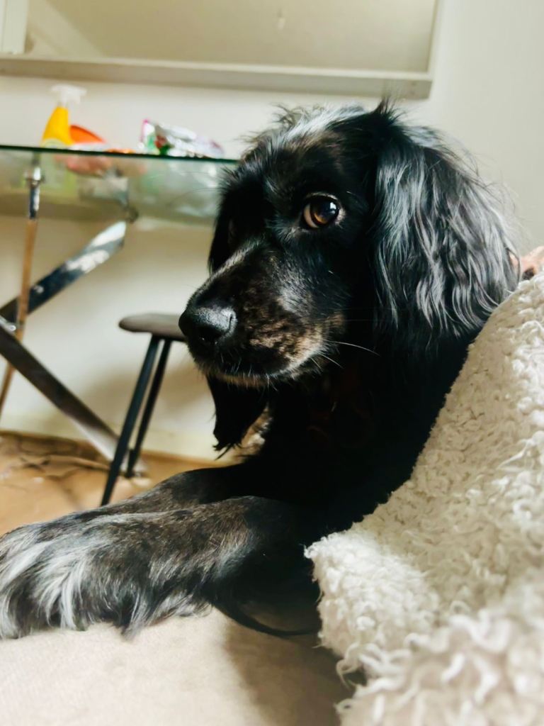 Cocker spaniel 