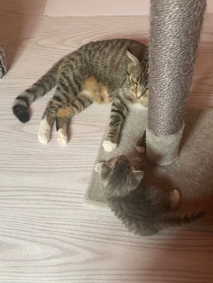 Female Tabby kitten 