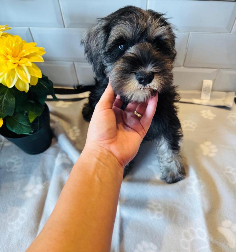 Miniature schnauzer puppies