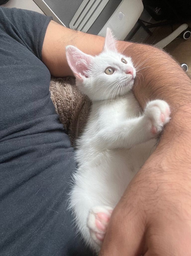 Beautiful Khao Manee Kitten Looking for a Loving Home