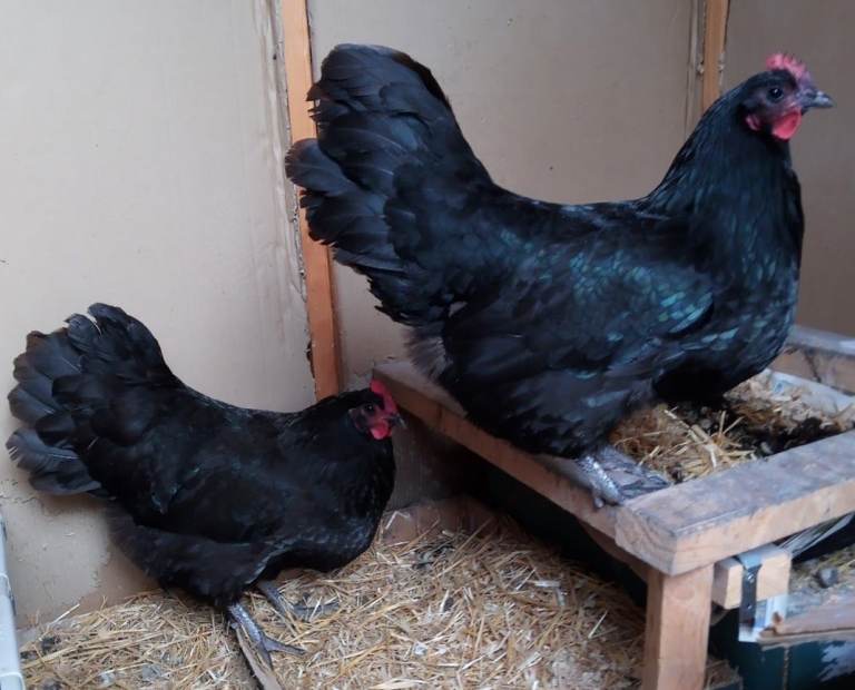 Astrolop Mixed Hens still laying