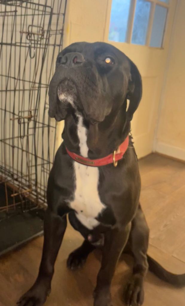 Cane corso 11 months old 