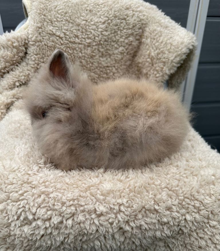 Lionhead Rabbits 