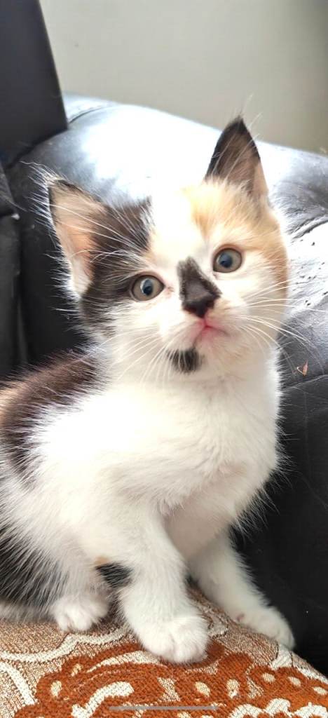 Gorgeous Calico female kitten